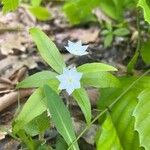 Lysimachia borealis Žiedas