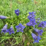 Gentiana acaulis Květ