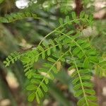 Vachellia nilotica Folha