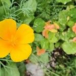 Eschscholzia caespitosa Flor