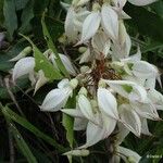 Arthroclianthus angustifolius Blomst