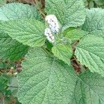 Heliotropium indicum Blomst