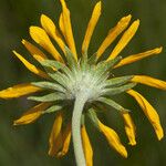 Hymenoxys hoopesii Flower