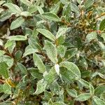Salix lapponum Fulla