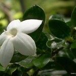 Psychotria bourailensis Цветок