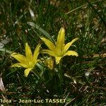 Gagea granatellii Λουλούδι