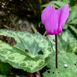 Cyclamen purpurascens Kwiat