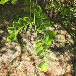 Dalbergia melanoxylon 葉