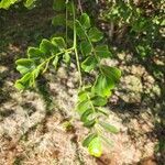 Dalbergia melanoxylon Лист