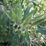 Bontia daphnoides Fruit