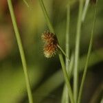 Cyperus subsquarrosus Fruit