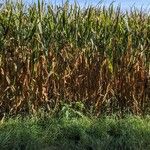 Zea mays Συνήθη χαρακτηριστικά