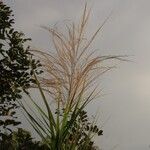 Phragmites karka Habitus