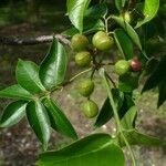 Bursera simaruba Fruit