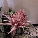 Aechmea fasciata Flower