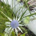 Eryngium aquaticum 花