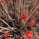 Aloe ellenbeckii Azala