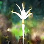 Jumellea stenophylla Flor