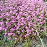 Spergula purpurea Habitatea