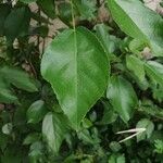 Ficus exasperata ഇല