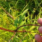 Bidens tripartita Blad