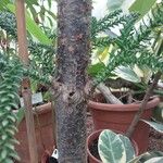 Araucaria laubenfelsii अन्य