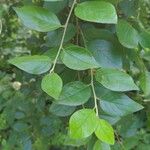 Cotoneaster acutifolius Leaf