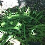 Libertia chilensis Blad