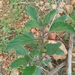 Chascanum hildebrandtii ഇല