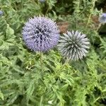 Echinops bannaticus ഇല