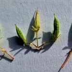 Oxalis fontana Fruit