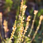 Onobrychis saxatilis Habit