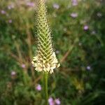 Plantago lanceolataVirág