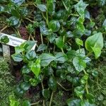 Peperomia blanda पत्ता