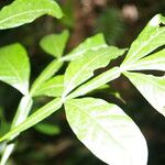 Quassia amara Hoja