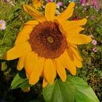 Helianthus giganteus Flor