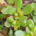 Portulaca oleracea 果実