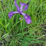 Iris tenax Flor
