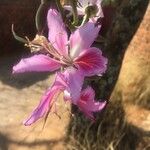 Bauhinia purpureaKwiat