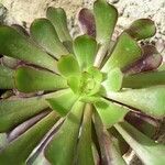 Aeonium arboreum ഇല