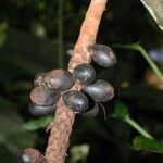 Pholidostachys pulchra Fruit