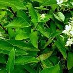 Hydrangea paniculata List