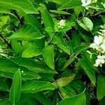 Hydrangea paniculata Leaf