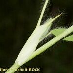 Trifolium diffusum Écorce