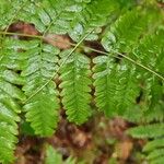 Botrychium virginianum 葉