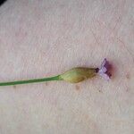Petrorhagia prolifera Flor