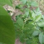 Heliotropium angiospermum Blomma