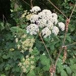 Heracleum sphondyliumFlower