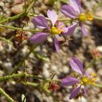 Zygophyllum pachyacanthum Агульны выгляд