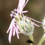 Volutaria tubuliflora Flor